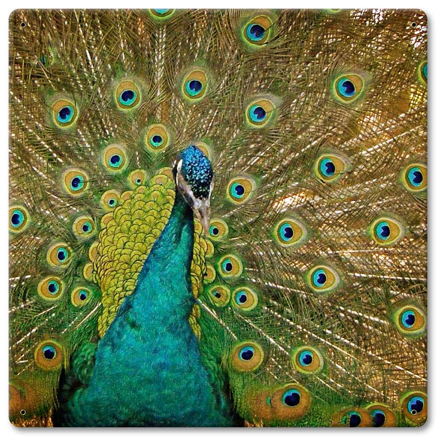 Peacock Vintage Sign, Automotive, Metal Sign, Wall Art, 12 X 12 Inches