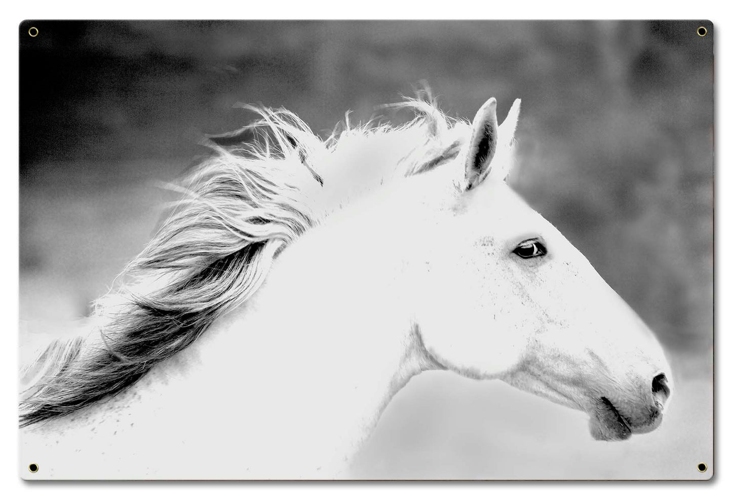 Mane In The Wind