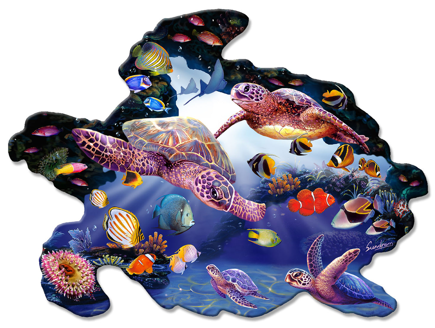 Turtle Shape Cove, Featured Artists/Shell, PLASMA , 20 X 5 Inches