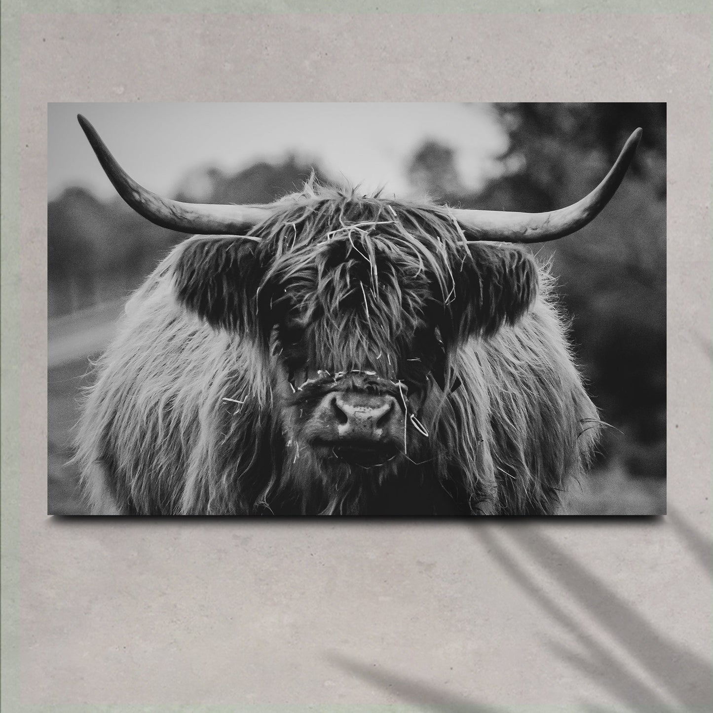 Highland Cow Rustic Gray Canvas Wall Art