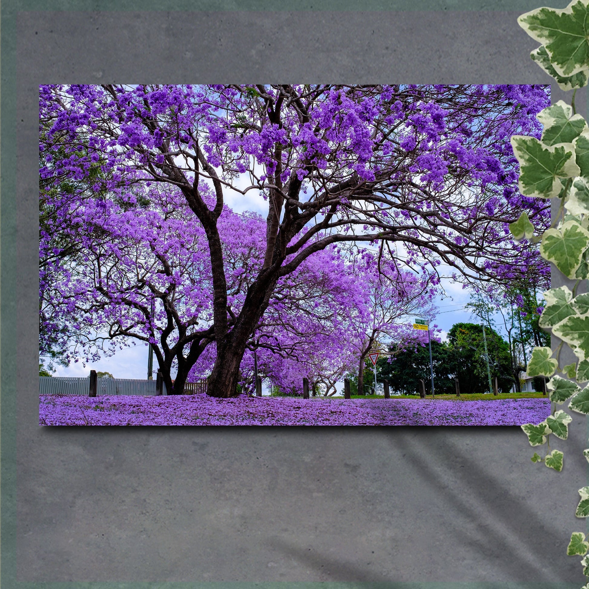 Jacaranda Trees Canvas Wall Art