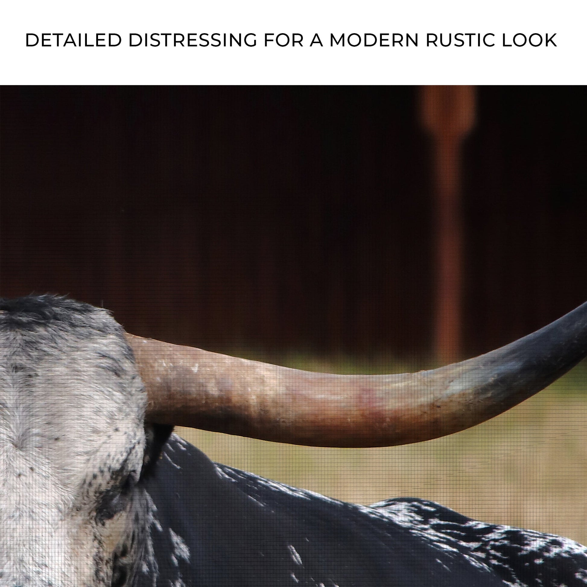 Focused Longhorn Cattle Canvas Wall Art