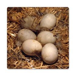 Eggs in Hay, Home and Garden, Metal Sign, 12 X 12 Inches