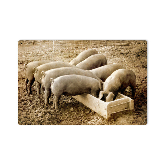 Pigs Behind, Home and Garden, Metal Sign, 18 X 12 Inches