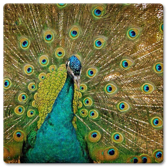 Peacock Vintage Sign, Automotive, Metal Sign, Wall Art, 12 X 12 Inches