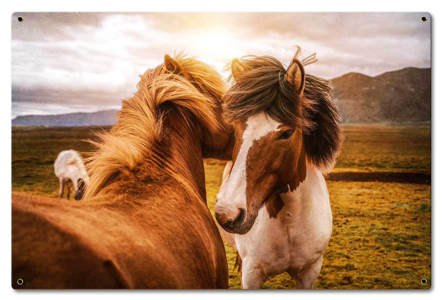 Wild Horses 1