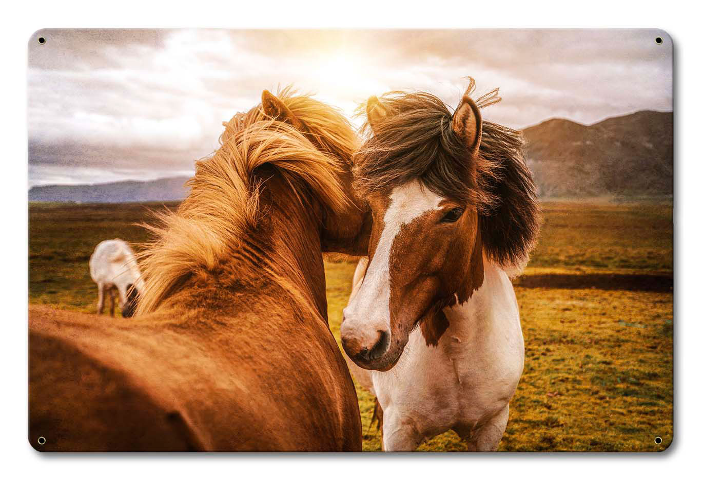 Wild Horses 1