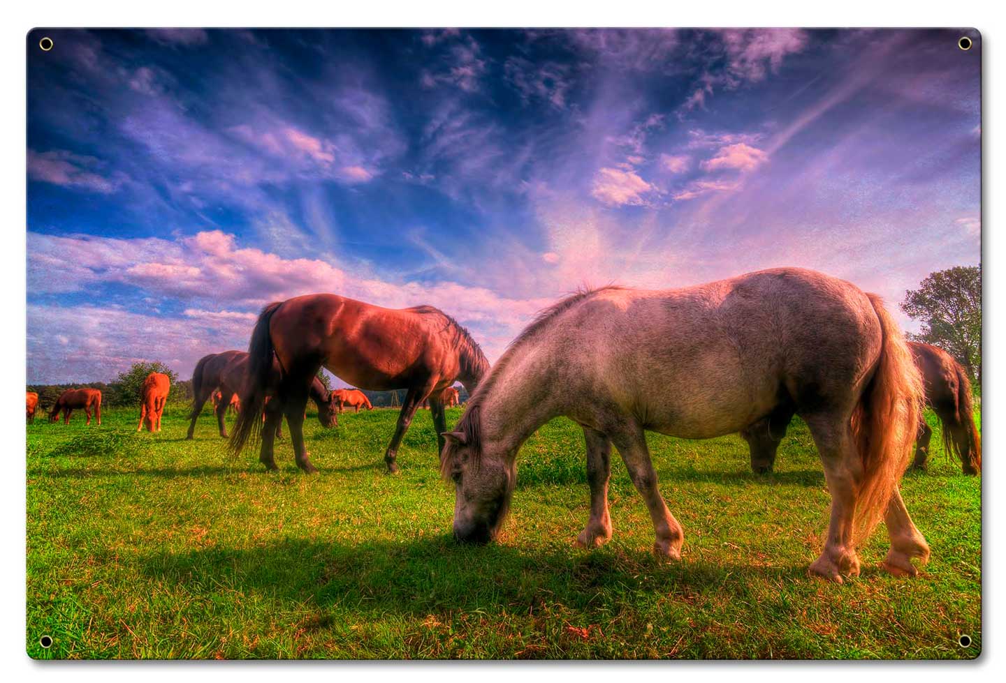 Wild Horse 2
