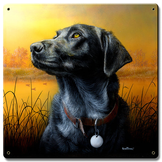 Lab Looking At Sunset, Featured Artists/Kevin Daniel Art, Satin, 12 X 12 Inches