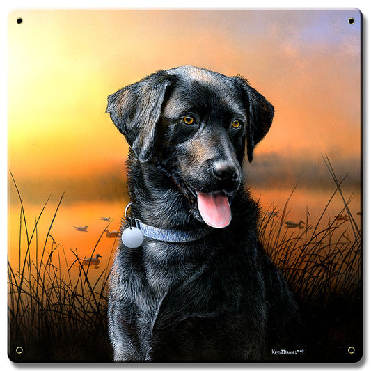 Black Lab At Sunset, Featured Artists/Kevin Daniel Art, Satin, 12 X 12 Inches
