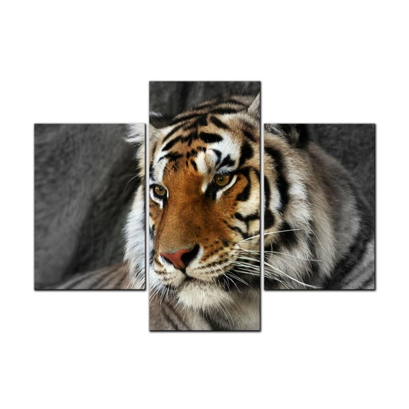 Bengal Tiger, Home and Garden, Triptych, 48 X 36 Inches